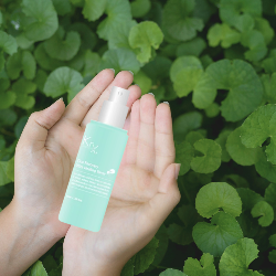 Hand holding krx cica recovery ultra healing toner over cica leaves