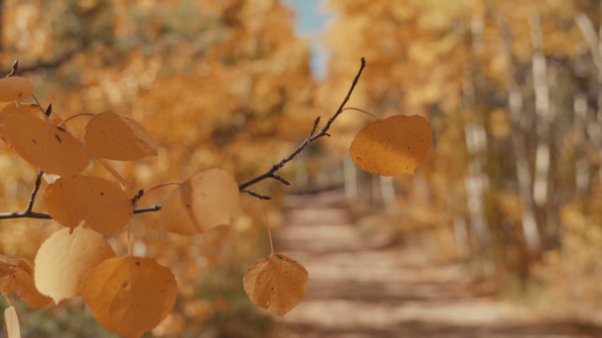 heaven on earth aspen fall